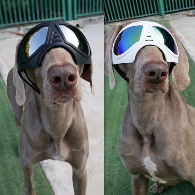 #233 Dog Goggles Large & Small Breed